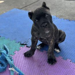 Clyde - Black brindle male Cane Corso puppy in Ocala, Florida from High Royal Kennel