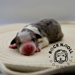 Violet Bridgerton - Blue merle and white female Sheepadoodle puppy in Edmond, Oklahoma from Rock N Roll Doodles