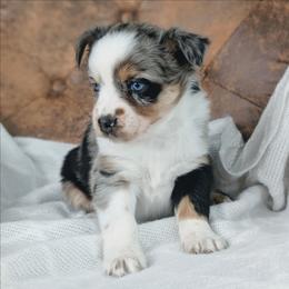 Girl 3 Blue - Blue merle female Australian Shepherd puppy in Yakima, Washington from Naches Heights Ranch