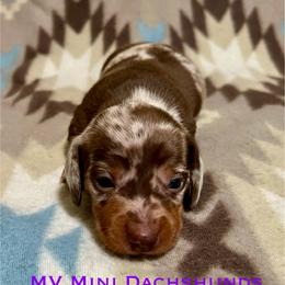 Truffle - Dapple male Dachshund puppy in Carlsbad, Texas from MV Mini Dachshunds