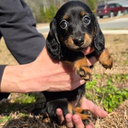 Girl 1 - female Dachshund puppy in Charleston, South Carolina from Palmetto Puppies