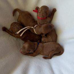 Sadie - Red  female Poodle puppy in Blaine, Washington from Midwest Miniature Poodles