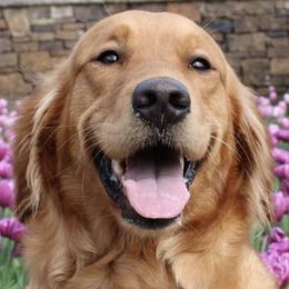 Aussiedoodles, Bernedoodles, and Goldendoodles from B&K Doodles, LLC