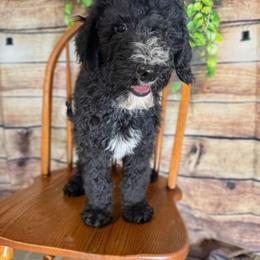 Arlo - Black and white male Sheepadoodle puppy in Warsaw, Virginia from Mojave Premier Kennels
