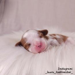 Christian - Blenheim male Cavalier King Charles Spaniel puppy in Bonney Lake, Washington from House of Happy Cavaliers
