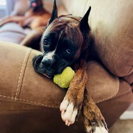 Stella - Boxer