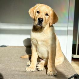Labrador Retriever Puppies from BAK Forty Ranch