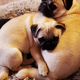 Pugs from Pugs on Pecan