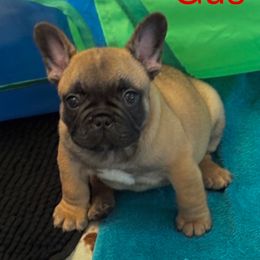 Gus Gus - Fawn male French Bulldog puppy in Spring Lake, Florida from Peaceful Prayers French Bulldogs
