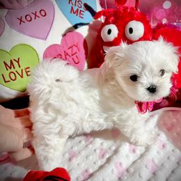 Maltese Puppies from Prime Malteses