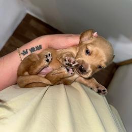Cross - Red male Dachshund puppy in Pontotoc, Mississippi from Toddy Kennels