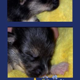 Boy 3 - Pembroke Welsh Corgi puppy in Bushnell, Florida from Bending Oaks Corgis