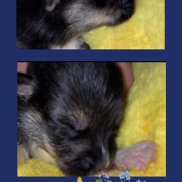 Boy 3 - Pembroke Welsh Corgi puppy in Bushnell, Florida from Bending Oaks Corgis