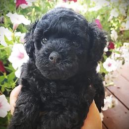Winston- AKC Toy Poodle - Black male Poodle puppy in Falcon, Missouri from Cedar House Heritage Poodles | AKC Toy & Miniature Poodle Puppies Raised in Home