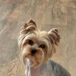 Vita - Yorkshire Terrier