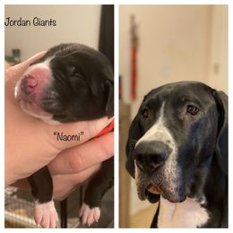 Girl 8 - Great Dane puppy in Lawrenceburg, Indiana from Jordan Giants