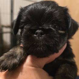 Girl 2 - Belge female Brussels Griffon puppy in Yucaipa, Texas from Griffs & Giggles Ranch - The Cortez Family