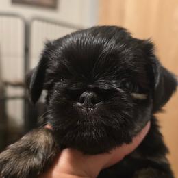 Girl 2 - Belge female Brussels Griffon puppy in Yucaipa, Texas from Griffs & Giggles Ranch - The Cortez Family