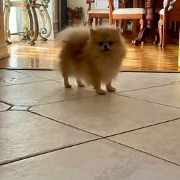 Fendi - Pomeranian