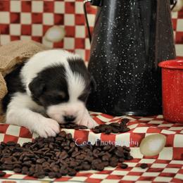Australian Shepherd Puppies from Dovehawk Australian Shepherds
