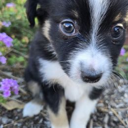 River - Black tri female Miniature American Shepherd puppy in Santa Rosa, California from BennettValleyAussies