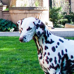 Isla - Dalmatian