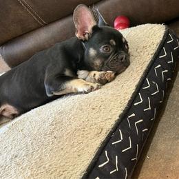 Teddy - Tricolors male French Bulldog puppy in Minco, Oklahoma from Findley’s Furbabies