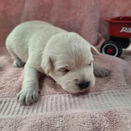 Female 1 - White female Schnoodle puppy in New Cambria, Kansas from Shrivers' Sweethearts