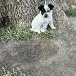 Aussiedoodle, Miniature Australian Shepherd, Poodle, and Toy Australian Shepherd Puppies from Mowry Creek Mini Aussiedoodles and More
