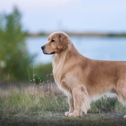 Golden Retrievers from Paradise Gold Golden Retrievers