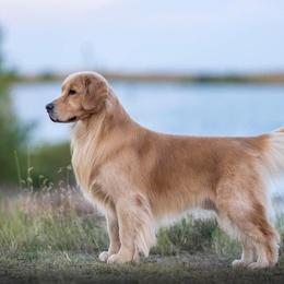 Golden Retrievers from Paradise Gold Golden Retrievers