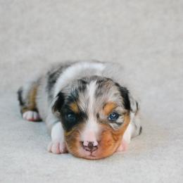 Skye - Blue merle female Australian Shepherd puppy in Aberdeen, North Carolina from Huckleberry Hill Aussies LLC.