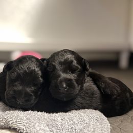 Kerry Blue Terrier Puppies from Costerra Kerry Blue Terriers