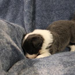 Optimus - Blue male Border Collie puppy in Crawfordsville, Indiana from Rescued Dreams Border Collies