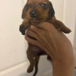 Cashew - Red female Dachshund puppy in Conroe, Texas from R&M Dachshunds