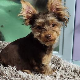 Boy 1 - Chocolate and tan male Yorkshire Terrier puppy in Newport News, Virginia from Ty-Shea Designs Yorkies and More LLC