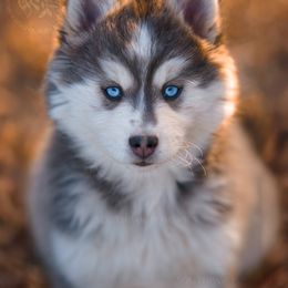 Pomsky Puppies from Southpaw Pomskies