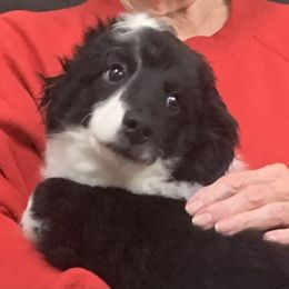 Duke - Black and white male Aussiedoodle puppy in Nacogdoches, Texas from BA Mini Poodles