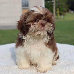 Finn - Liver and white male Shih Tzu puppy in Clinton, Tennessee from Southland’s Shih Tzus