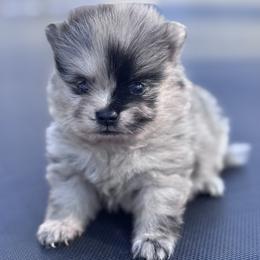 Kasey - Chocolate merle female Pomeranian puppy in New Lenox, Illinois from Illinois Poms