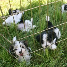 Havanese and Miniature Schnauzer Puppies from Maplecreek