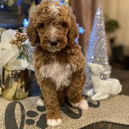 Cavapoo and Poodle Puppies from Sac-Town Poodles and Doodles