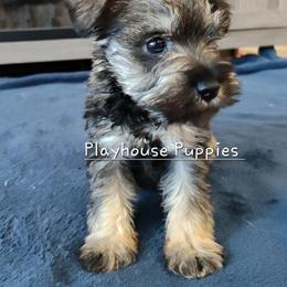 Greg - Salt and pepper male Miniature Schnauzer puppy in Lebanon, Missouri from Playhouse Puppies