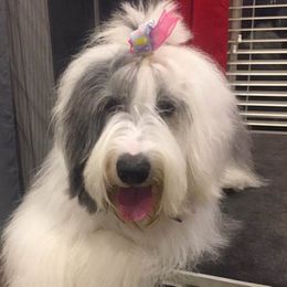 Charli - Old English Sheepdog