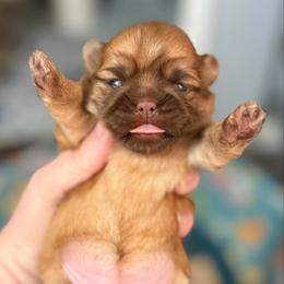 Solid girl - Liver female Shih Tzu puppy in Berkeley Springs, West Virginia from Sandridge Shih Tzus
