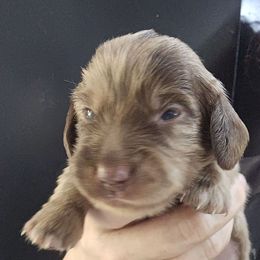 Cookie Dough - Dapple male Dachshund puppy in Bigfork, Minnesota from Long Ears and Long Dogs Ranch