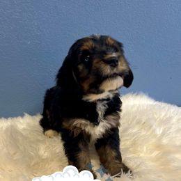 Jack - Tri-color male Bernedoodle puppy in Waco, Texas from Doodles of Your Dreams (formerly Texana Doodles)