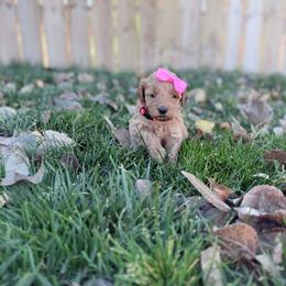 Rose-Pink - Apricot female Goldendoodle puppy in Casper, Wyoming from 307 Doodles