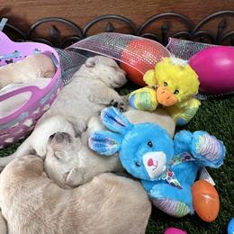 Labrador Retriever Puppies from Luvable AZ Labs