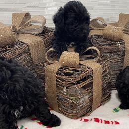 Poodles, Yorkipoos, and Yorkshire Terriers from Star Catcher Pups